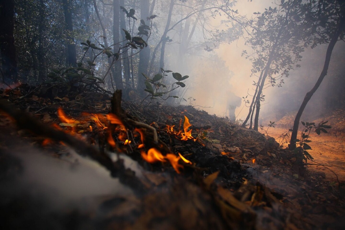 incendios forestales1 Incendios Sierra Guanajuato-3