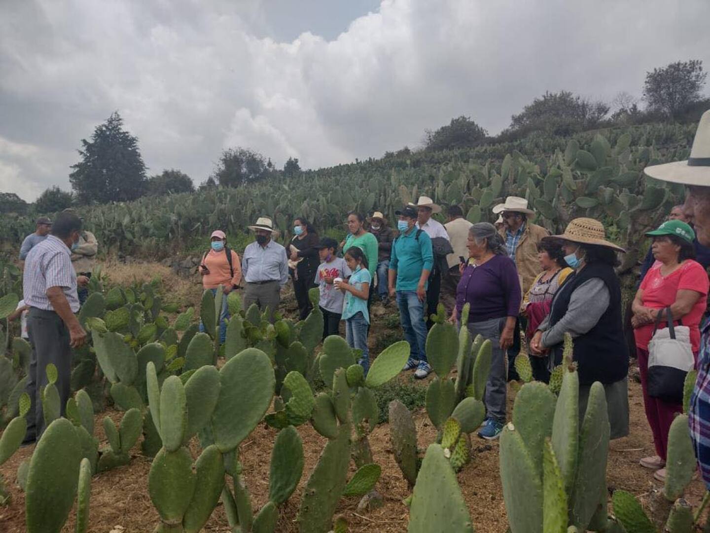 milpa bus recorridos y costos