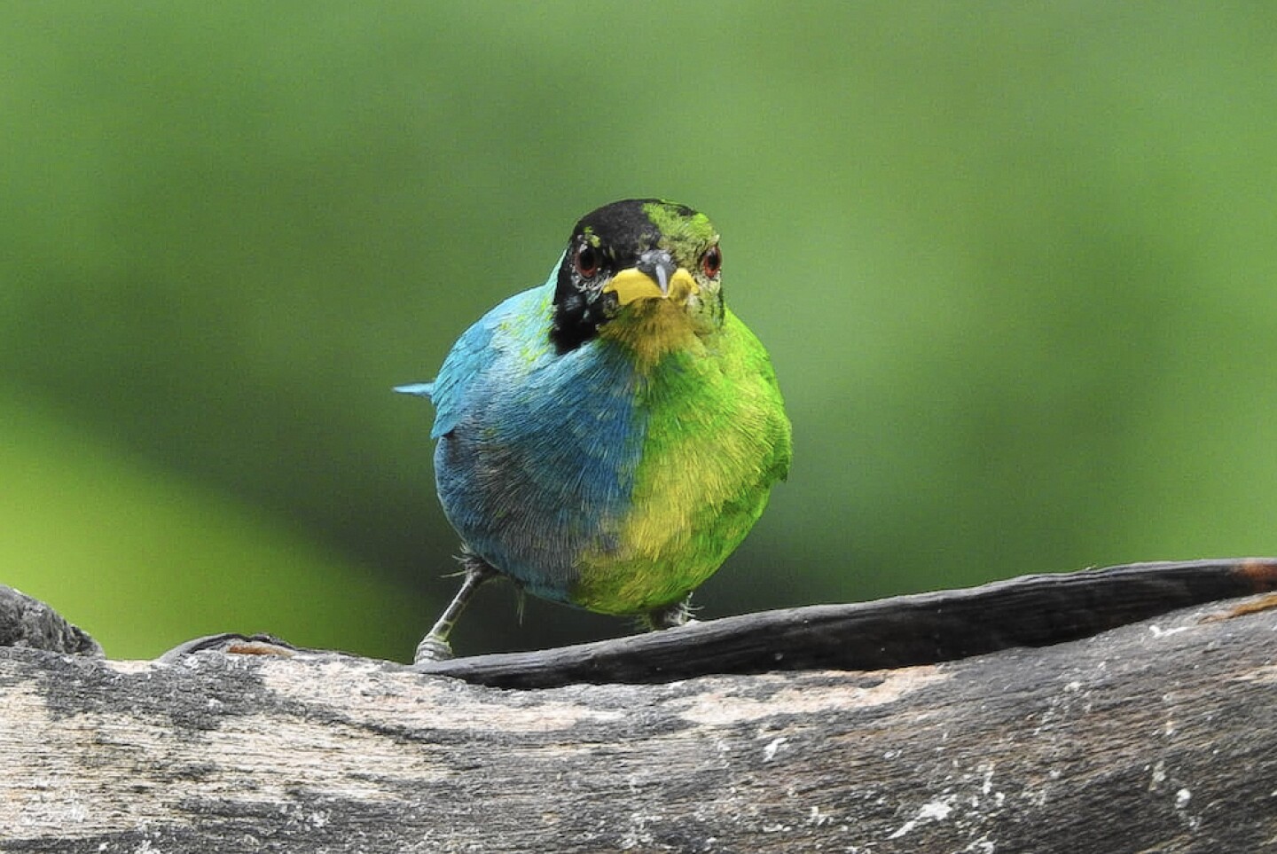 COLOMBIA-ANIMAL-BIRD-ORNITHOLOGY