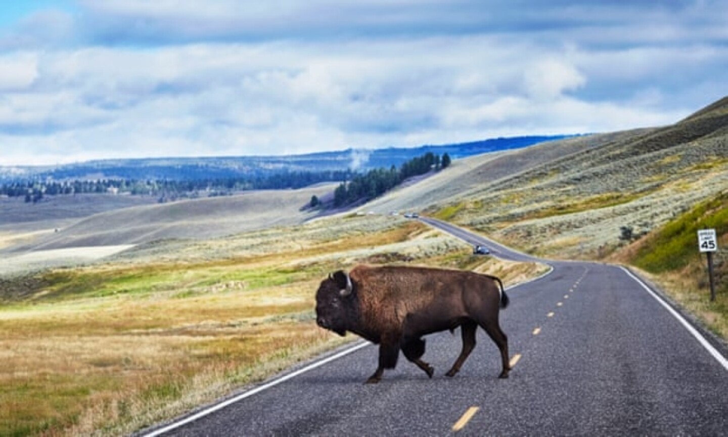 Yellowstone The Guardian 2