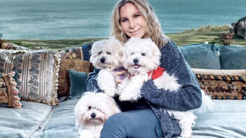 barbara-streisand-perros-clonados