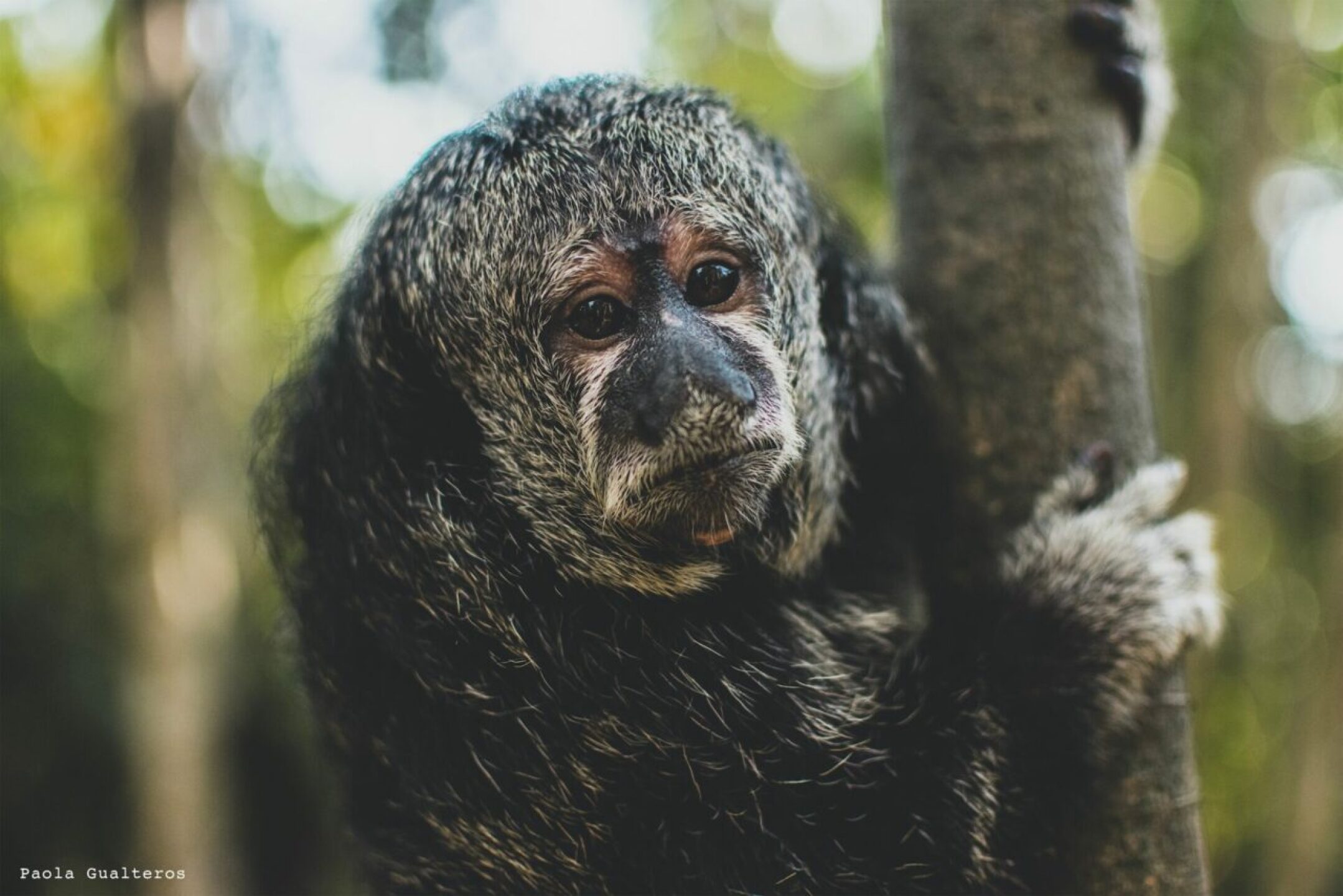 Parque-Nacional-Natural-Amacayacu-mico-volador-1280x854