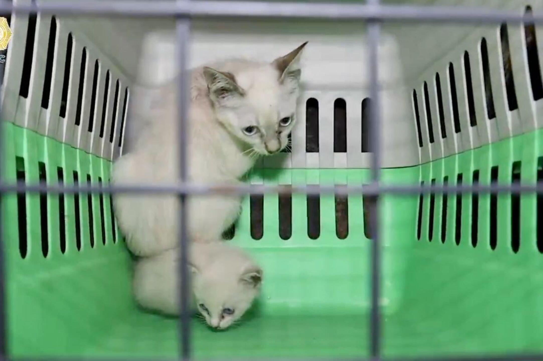 ssc-rescata-a-65-gatitos-en-cdmx-55-estaran-en-adopcion-tras-cuidados-medicos-video