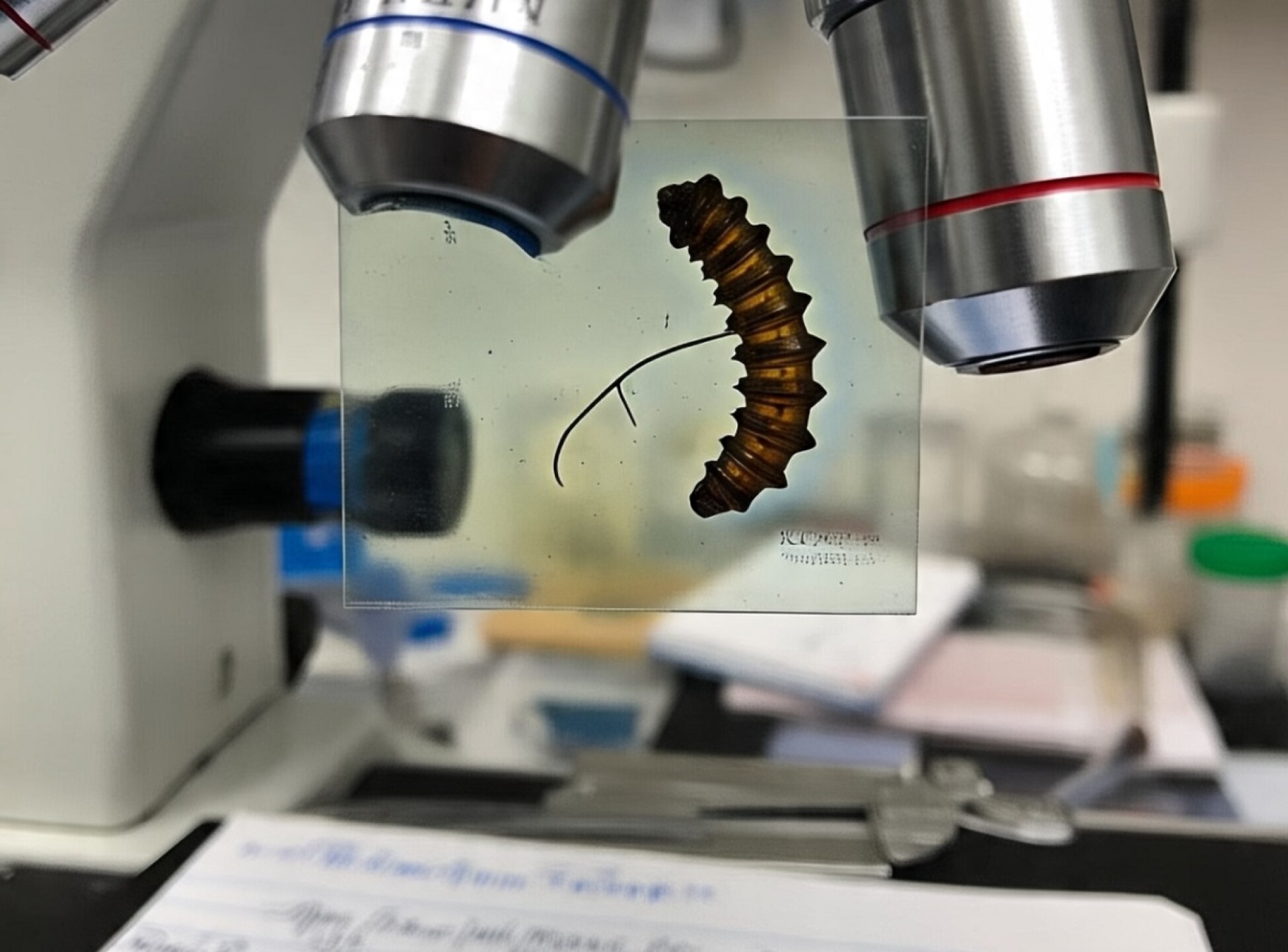 Gusano barrenador bajo el microscopio