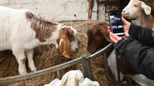 cabras