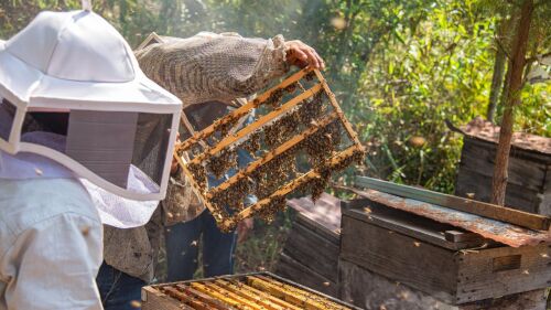 mujeres abejas crisis climática (1)