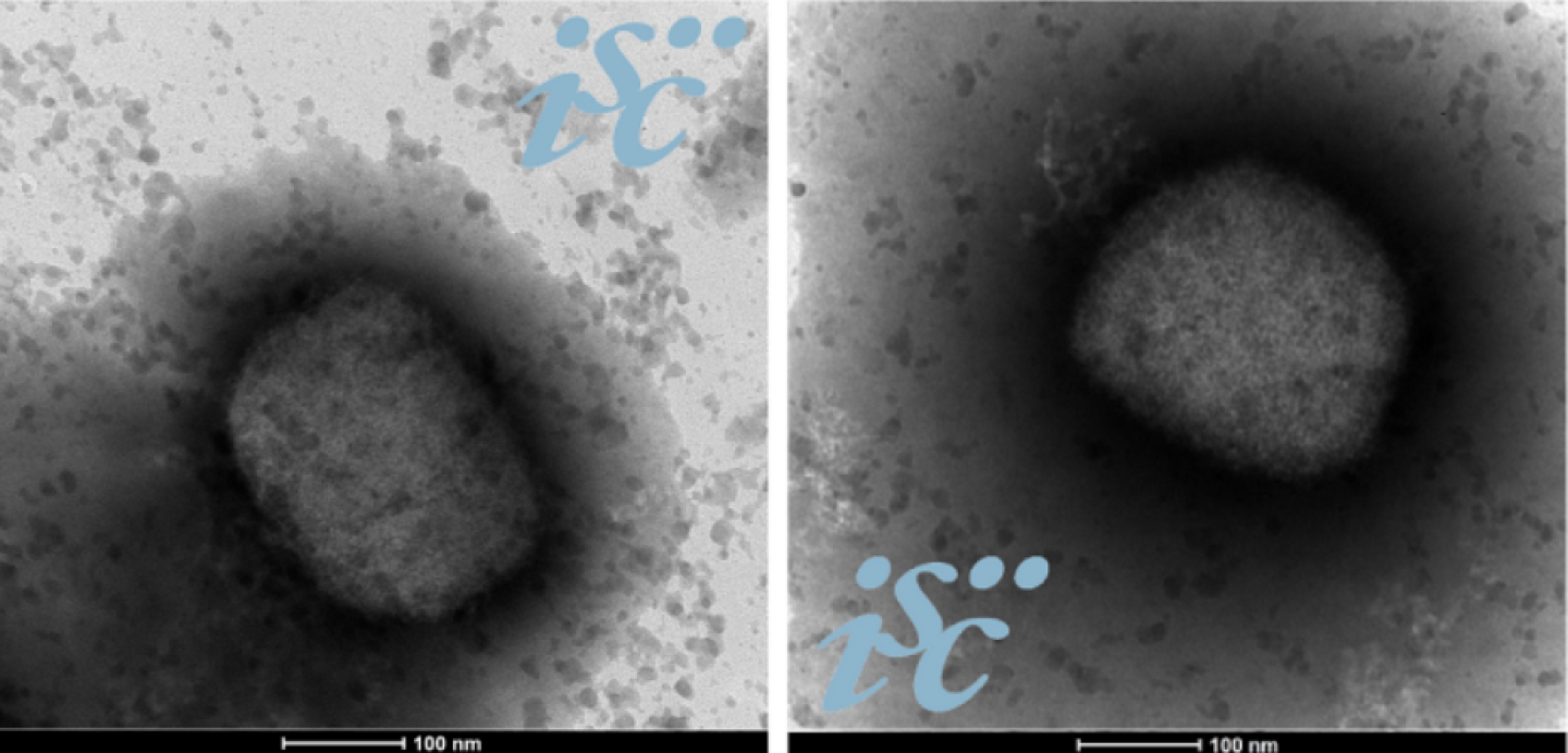 secuencias-viruela-del-mono