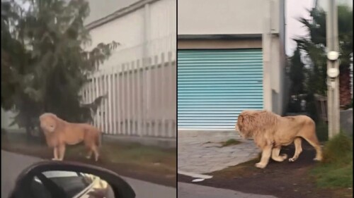 león-ocoyoacac-estado-de-méxico