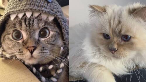 gatos mas ricos del mundo.jpg