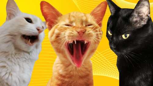 dia del gato 2025 porque se llaman karen las duenas de michis.jpg