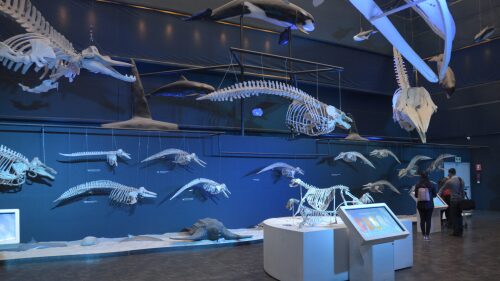 universum_museo_de_las_Ciencias_unam