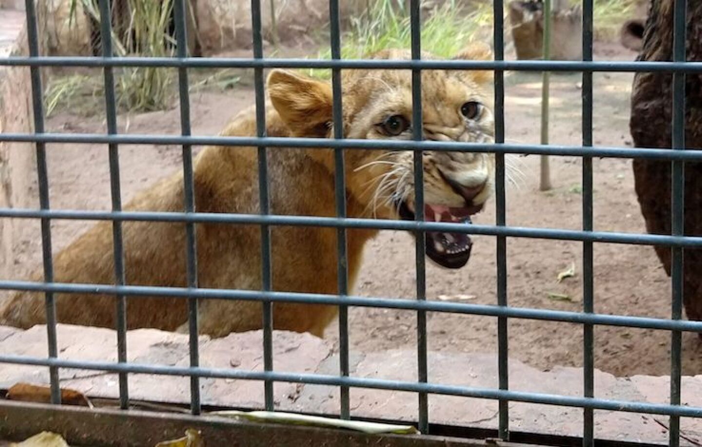 CULIACÁN, SINALOA, 18SEPTIEMBRE2019.-  Por primera vez en sus 60 años de existencia, el Zoológico de Culiacán tendrá como nuevos ‘inquilinos’ a 2 cachorros de león Barbary, lo cual es un gran logro en la cruzada de rescate de especies en peligro de extinción o ya desaparecidas de la vida silvestre, como ocurre con esta subespecie del león africano más conocida como el Rey de la Selva. El zoológico de Culiacán fue elegido para su nuevo hogar por las condiciones climáticas y de infraestructura, además de contar con el personal mejor calificado para el cuidado de dicha especie. Al llegar se adaptó un lugar específico para ellos donde podrán desenvolverse sin ningún problema y en un futuro poder reproducirse y seguir con el programa de rescate de la especie. Los pequeños leones pesan actualmente 35 kilogramos pero al alcanzar la madurez pueden llegar a pesar 270 kilogramos y hasta 3 metros de longitud, siendo la subespecie de león más grande del mundo. "Además del tamaño mayor a las demás subespecies, los leones de Bárbary destacan por su melena de mayor tamaño y belleza así como ciertos rasgos de su rostro que desarrollan al crecer" dijo, Diego García Heredia, director del zoológico de Culiacán.FOTO: JUAN CARLOS CRUZ /CUARTOSCURO.COM