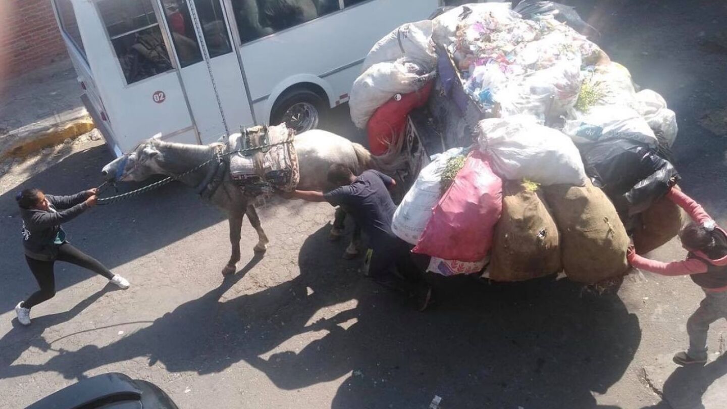 prohíben usar animales para recolectar basura en edomex