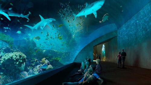 Acuario 01