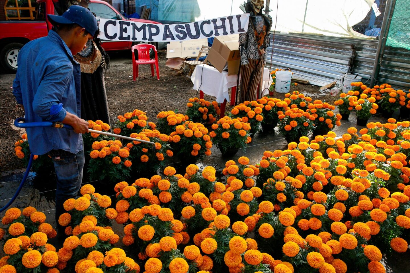 La esperanza de los vendedores de cempasúchil regresa junto al Día de Muertos