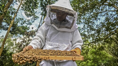 COLOMBIA-HIVES-PESTICIDES