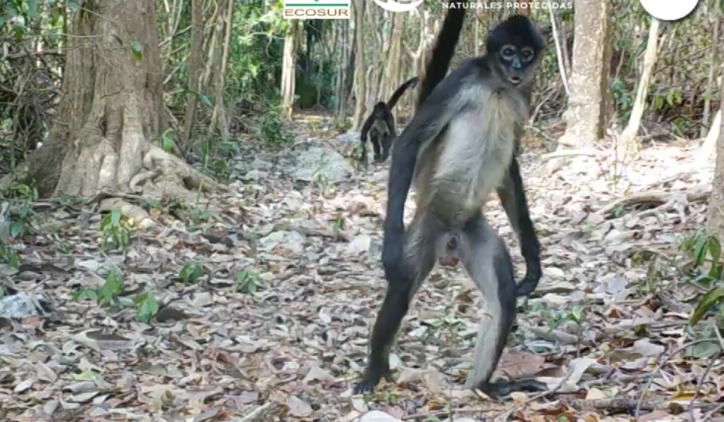mono araña México.jpg