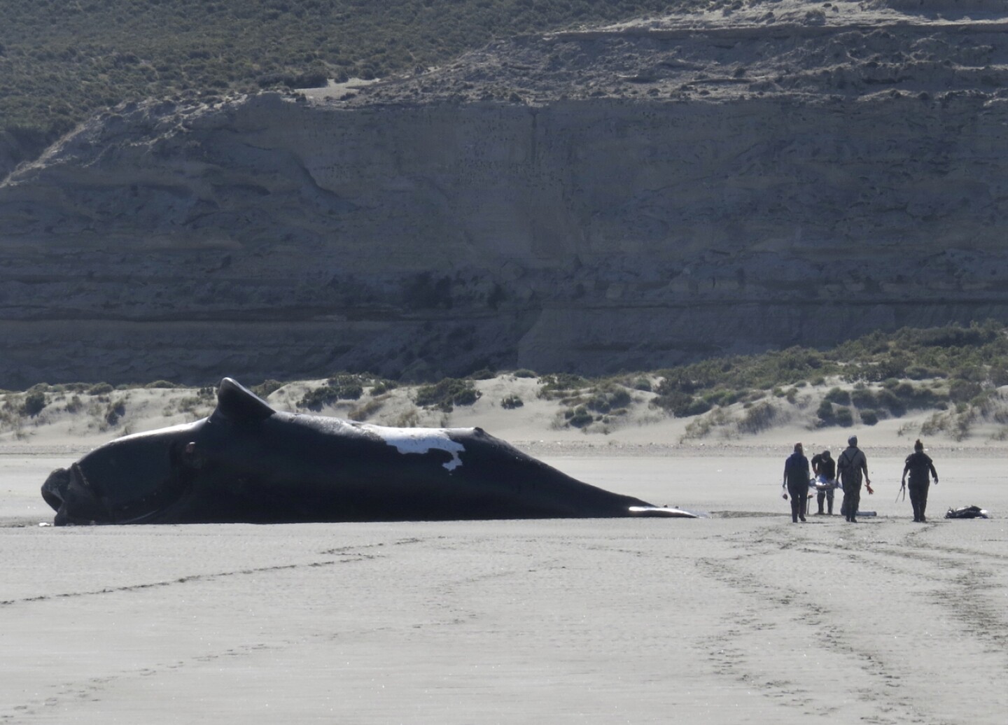 Marea roja, principal sospechosa por las 30 ballenas muertas en Argentina