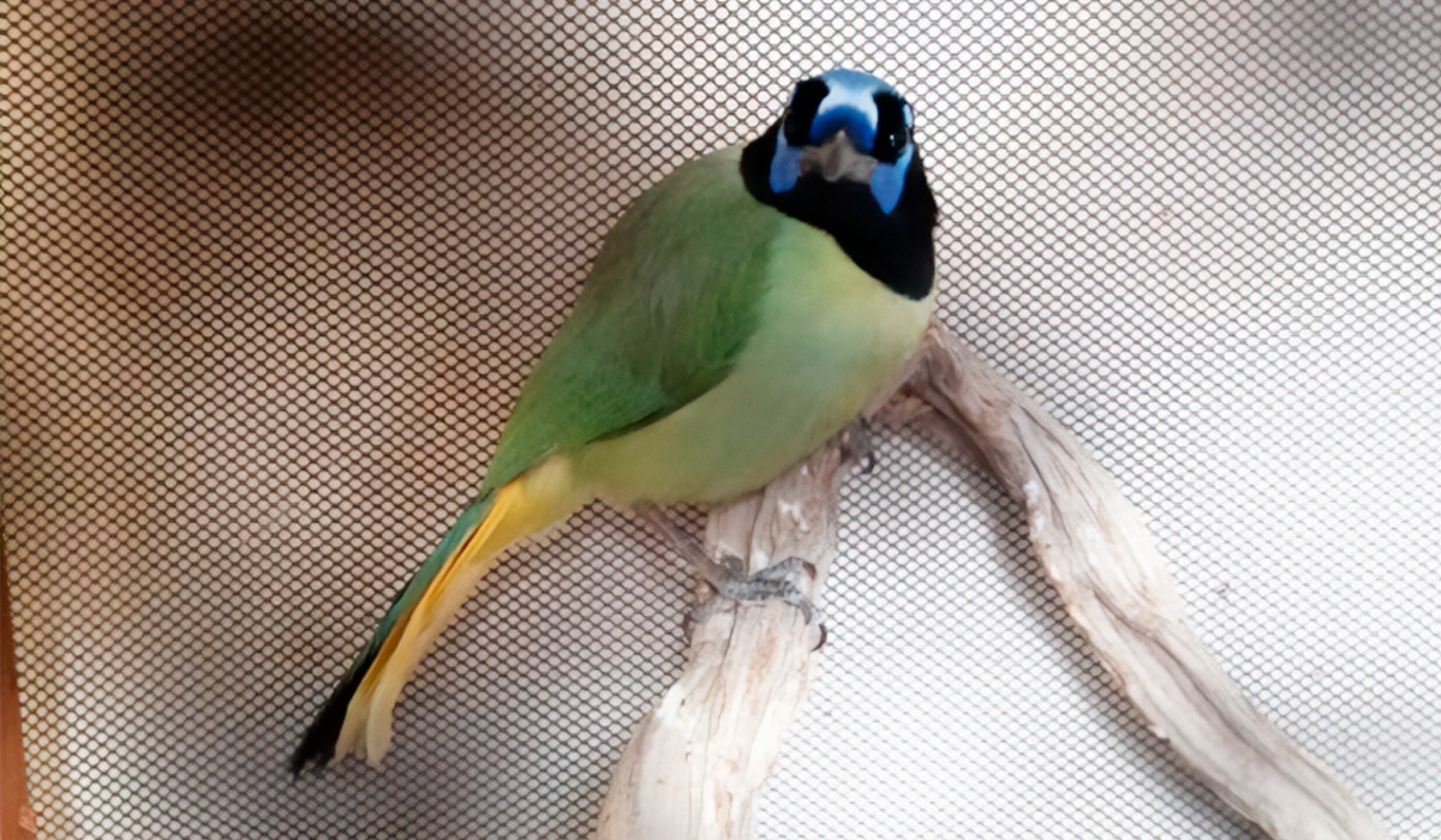 aves profepa.jpg