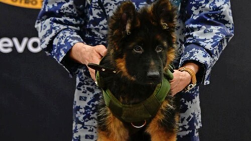 arkadas-perrito-sedena