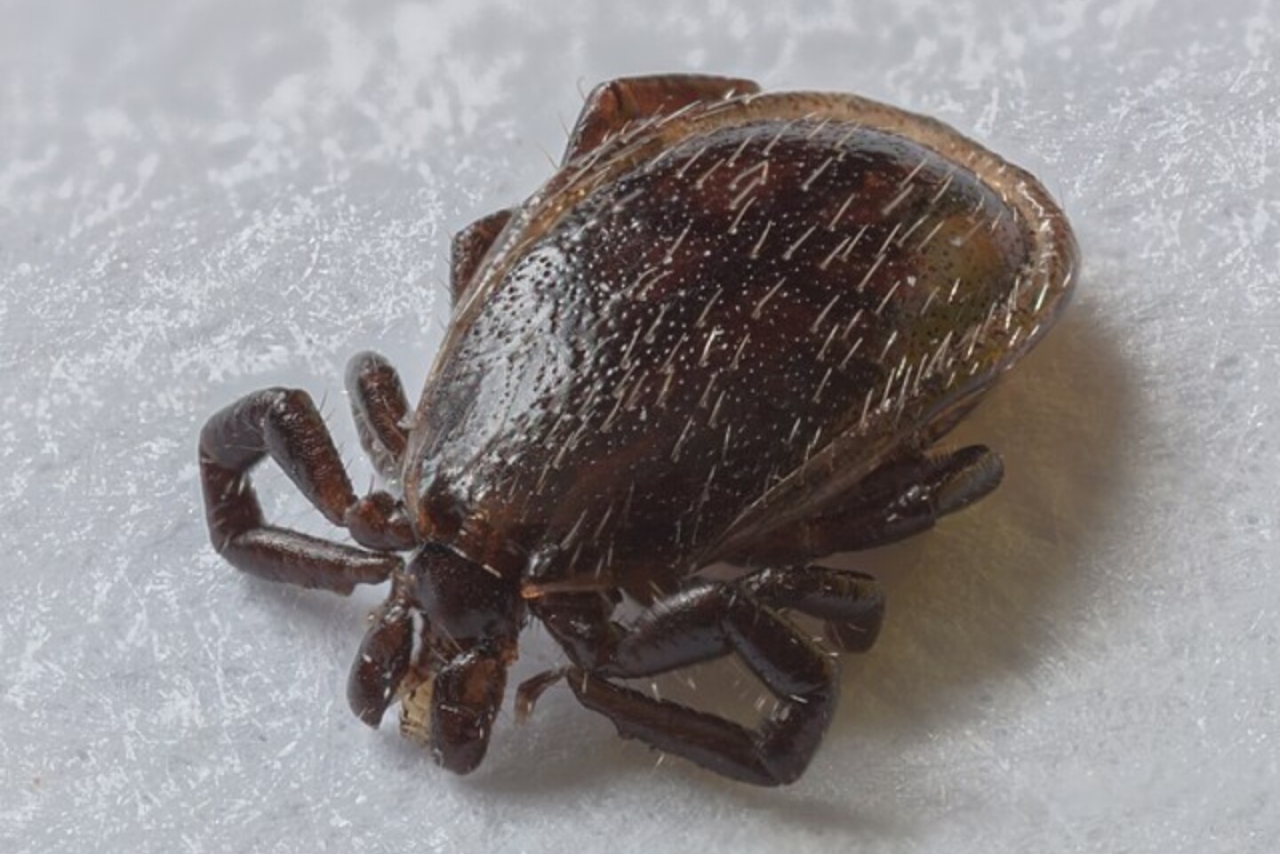 cdc-garapata-babesiosis-enfermedad