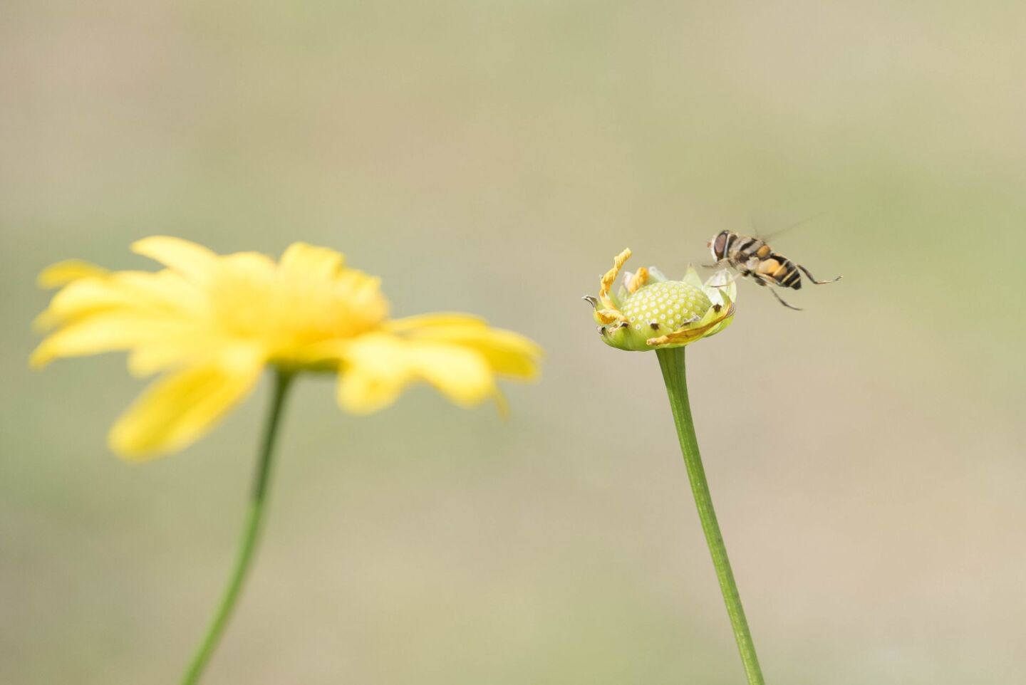 CIUDAD DE MÉXICO, 15JUNIO2019.- Se inauguró el primer jardín de polinizadores en el Bosque de San Juan de Aragón, en la que se plantaron romero, albahaca, aretillo, ruda, y salvia, como parte las actividades del arranque "Reto Verde" impulsado por el Gobierno capitalino que tiene como objetivo contribuir en la revegetación de espacios públicos. De acuerdo a los últimos reportes del Foro Consultivo, Científico y Tecnológico (FCCyT), actualmente un aproximado de dos mil especies de abejas silvestres se encuentran en riesgo de extinción en México, debido a la escasez de plantas que permitan el proceso de polinización.FOTO: MARIO JASSO /CUARTOSCURO.COM