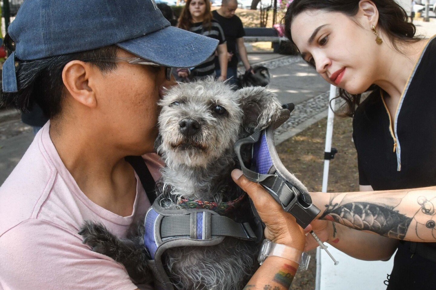 Vacunación de perros en cdmx