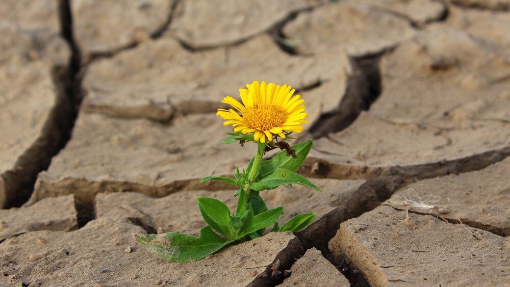 flower-g3f5c4f913_1280