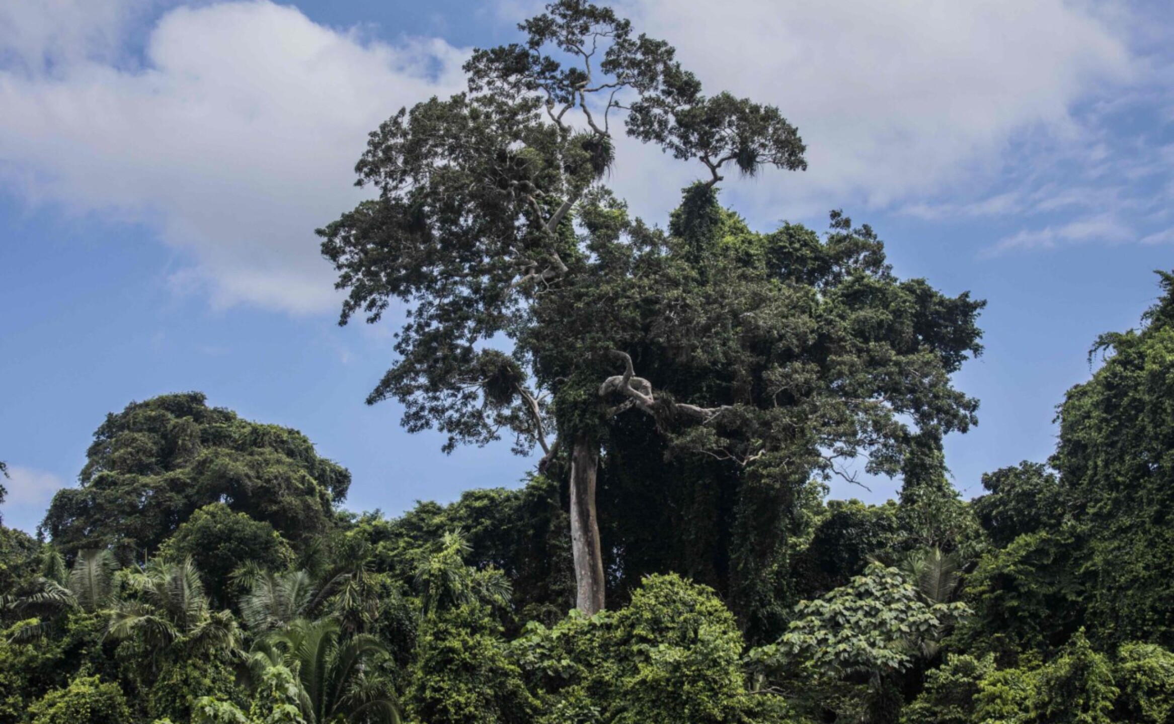 arboles-mongabay