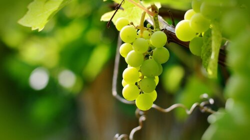 Comer uvas el 31 de diciembre