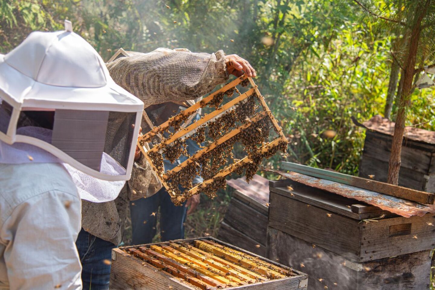 mujeres abejas crisis climática (1)