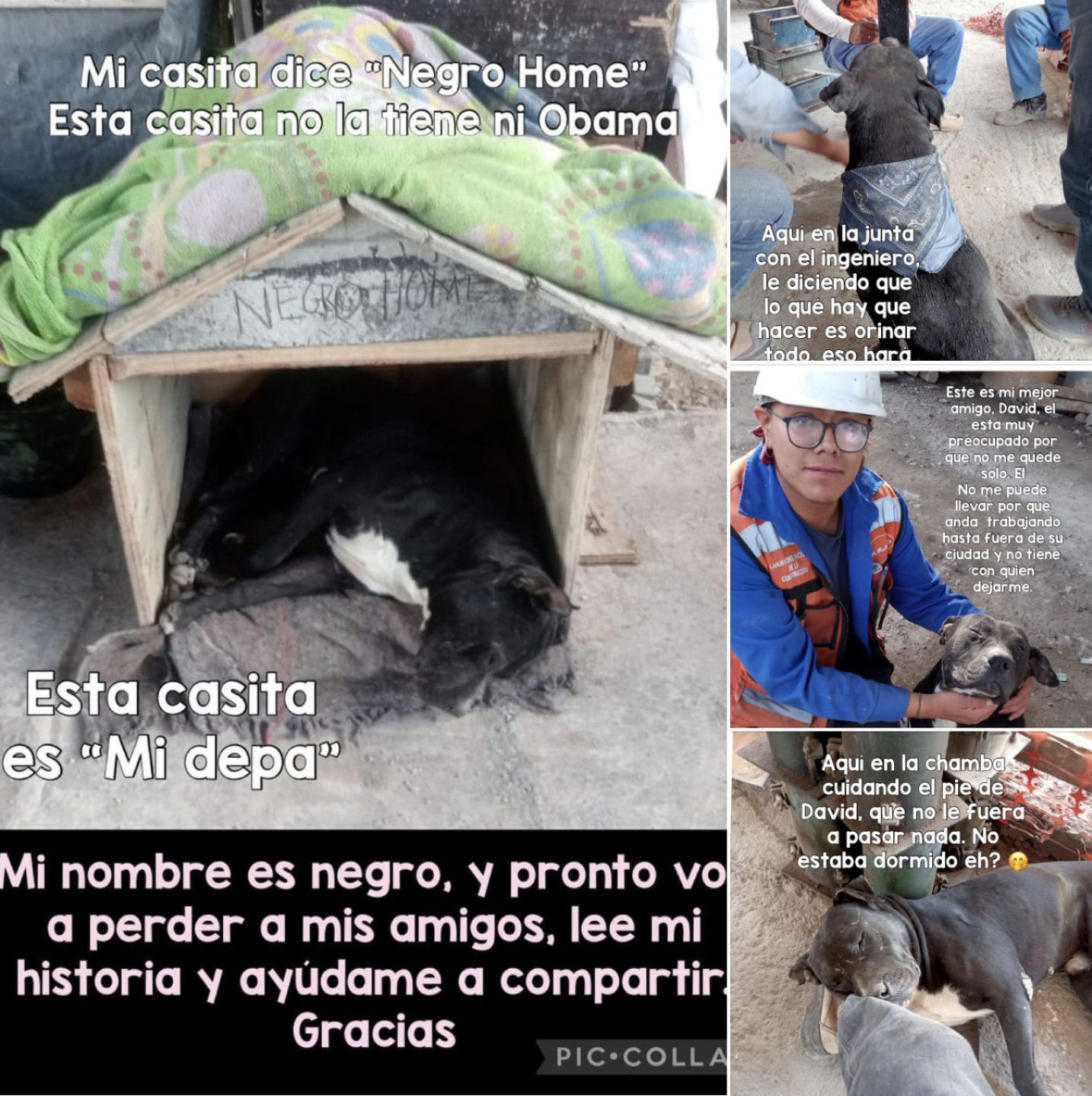 historia perrito El Negro