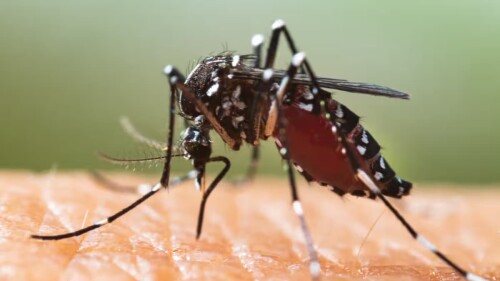 Enfermedades transmitidas por mosquitos