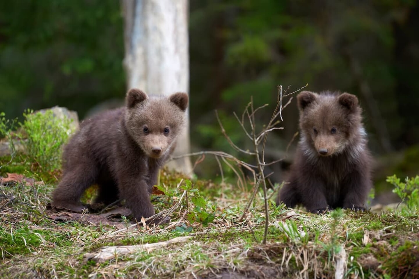 osos pardos cachorros de oso