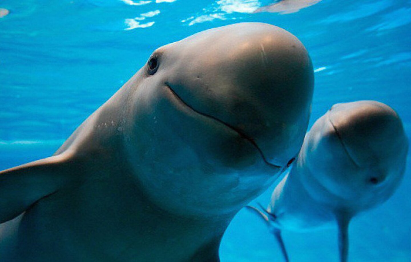 vaquita-marina