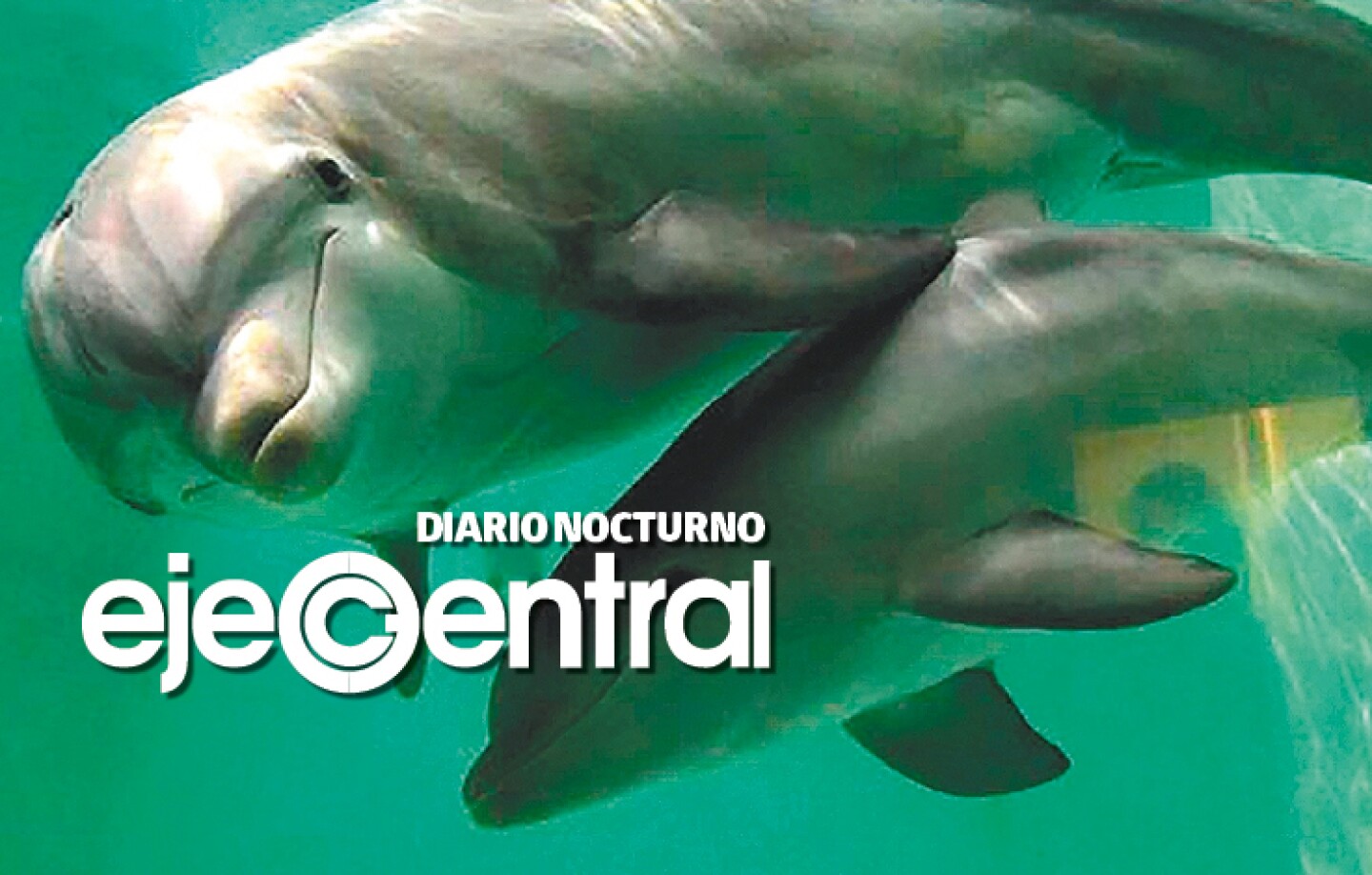 Promo_pag8_Delfines