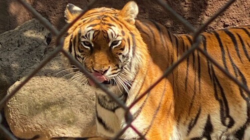 tigres-donados-india
