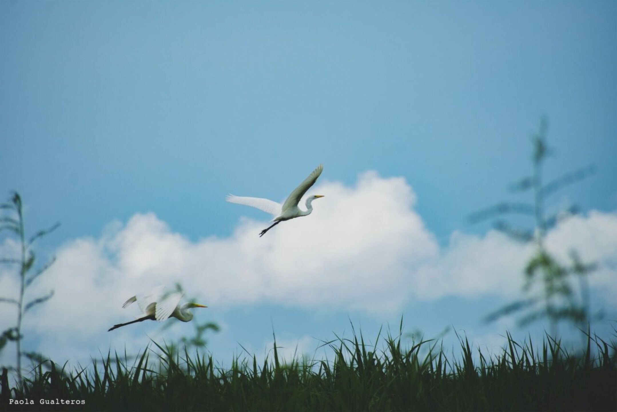 Parque-Nacional-Natural-Amacayacu-Garza-real-1280x854