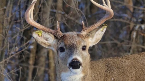El venado Carrot