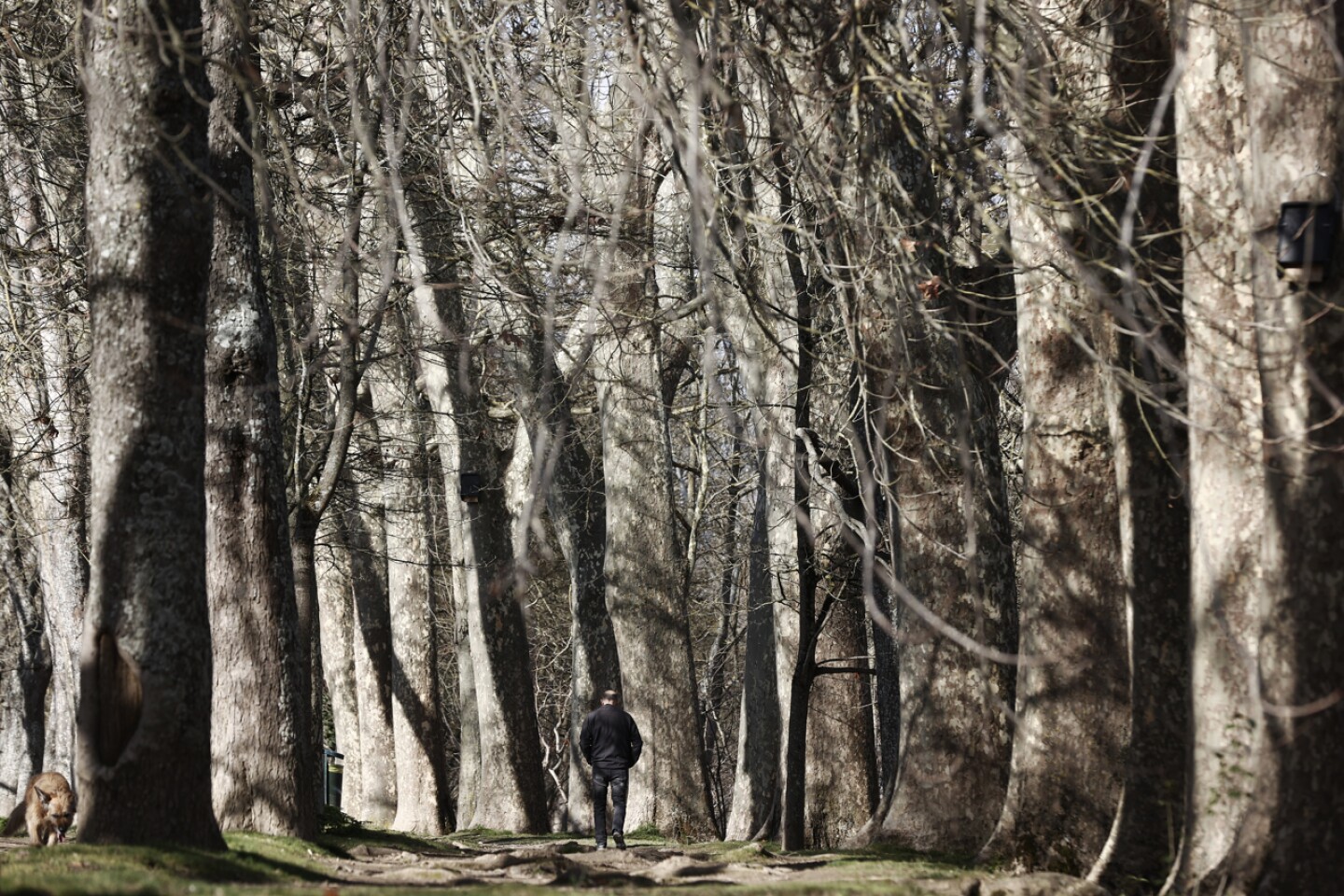 La UE adopta su nueva legislación para no generar deforestación