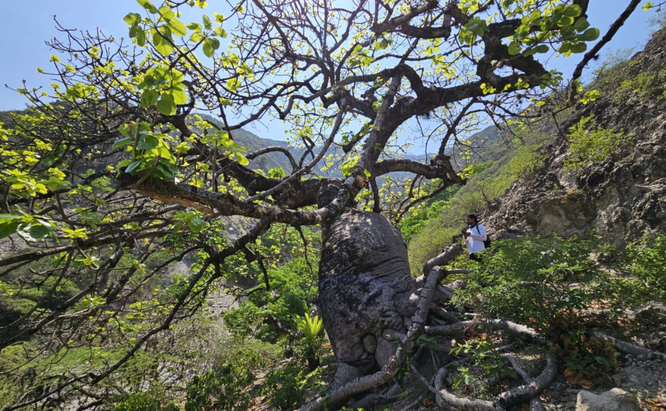 arboles-mongabay-2