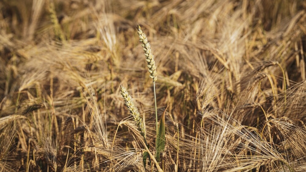 wheat-g8278ea050_1280