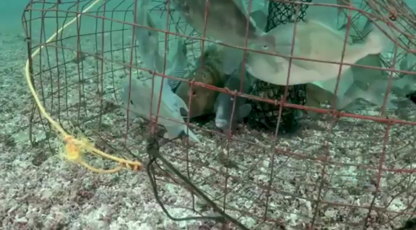 Peligra biodiversidad de Isla Espíritu Santo