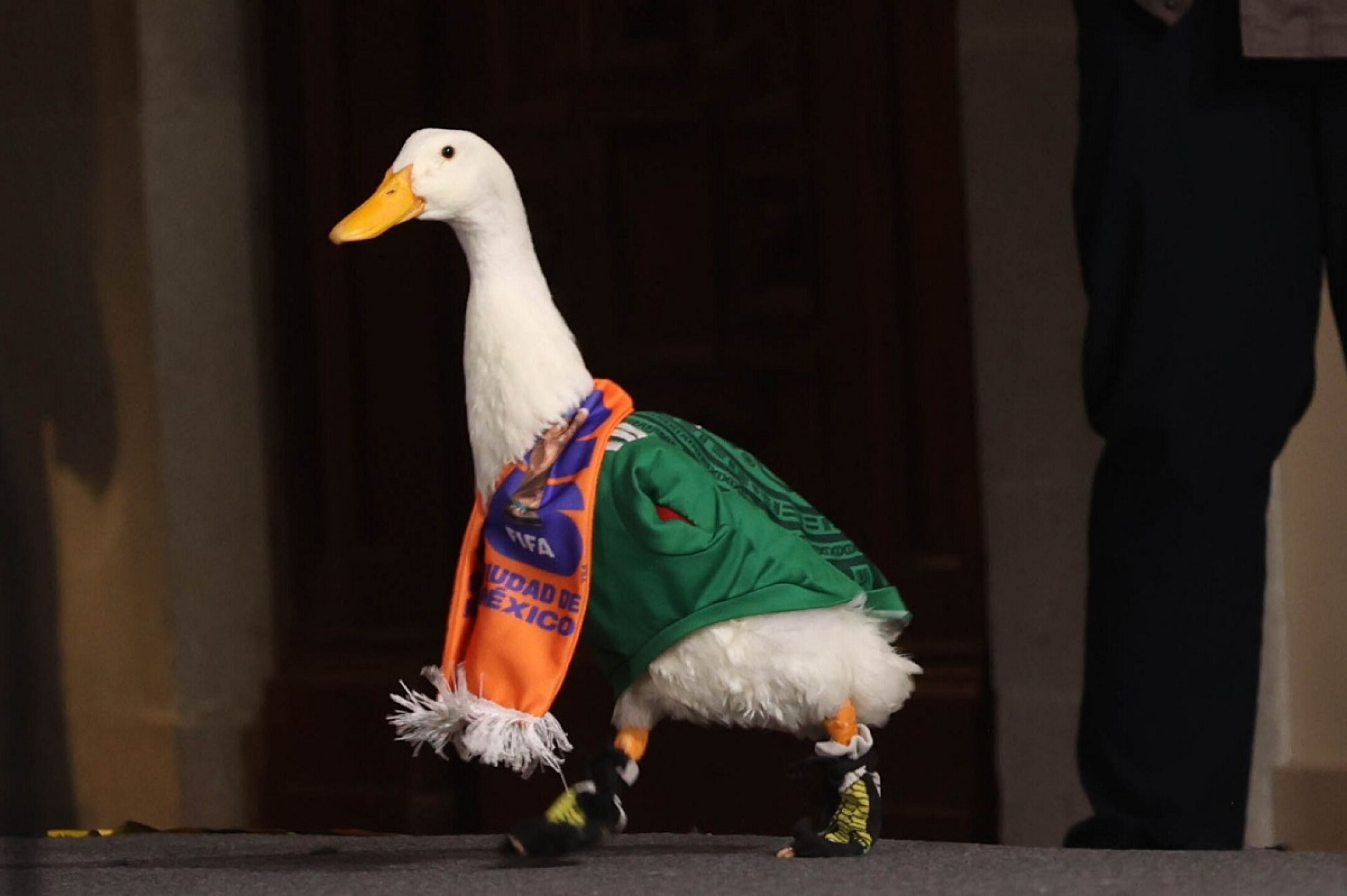 Pato Merlin Mala jugada al Pato Merlín: Le ganan a su dueña el registro ante el ...