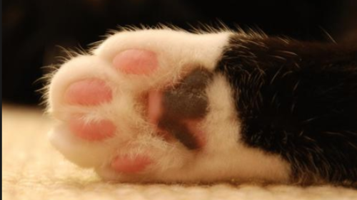 Captura de pantalla 2017-11-15 a las 5.30.00 p.m.