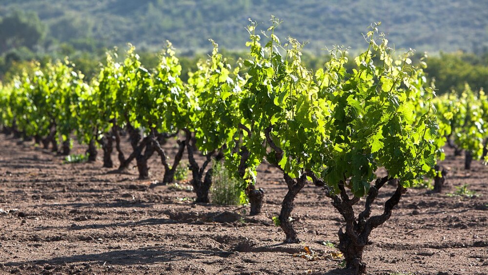 1122px-Carignan_vineyard