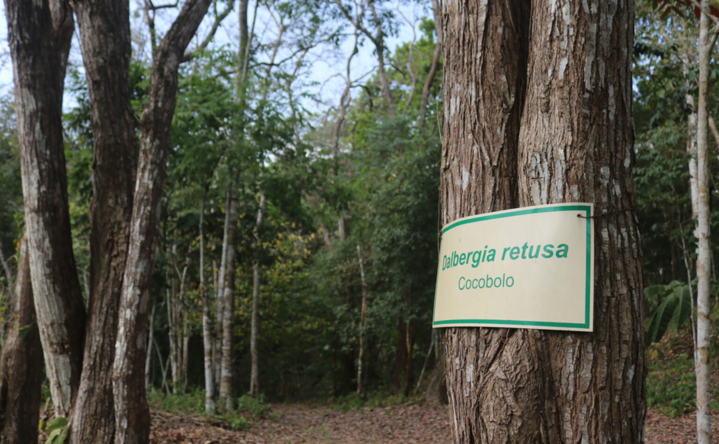 arboles-mongabay-7