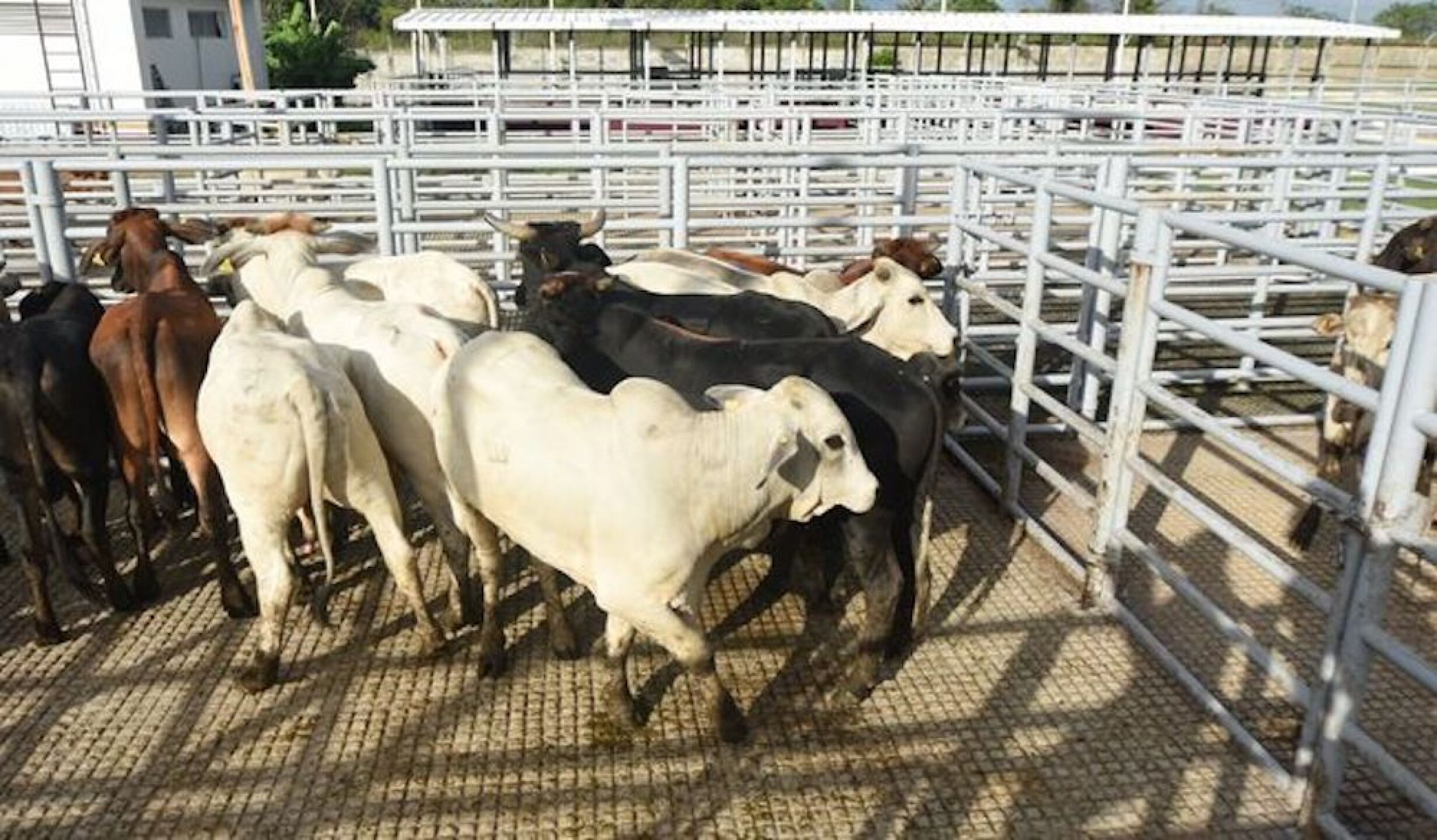 Gusano Barrenador