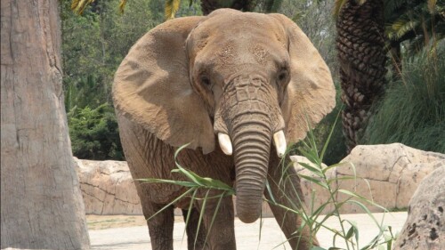 elefanta-ely-zoológico-de-aragón
