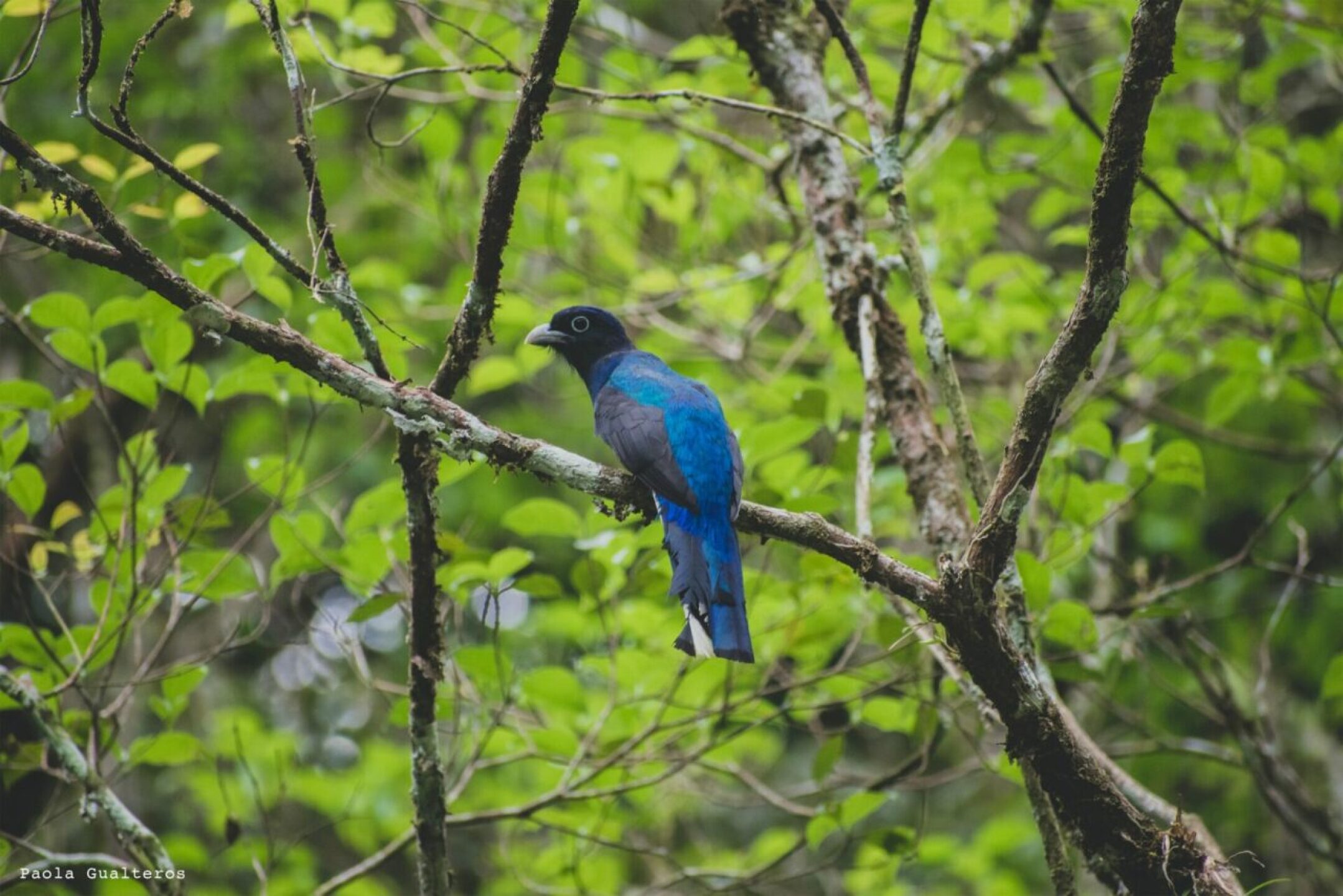 Parque-Nacional-Natural-Amacayacu-trogon-rojiblanco-1280x854
